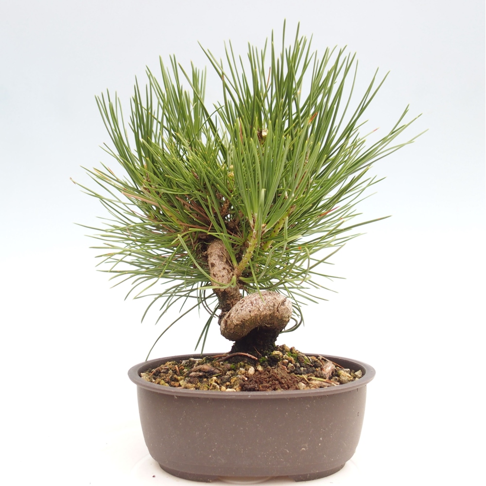 Kültéri bonsai - Pinus thunbergii - Thunberg fenyő