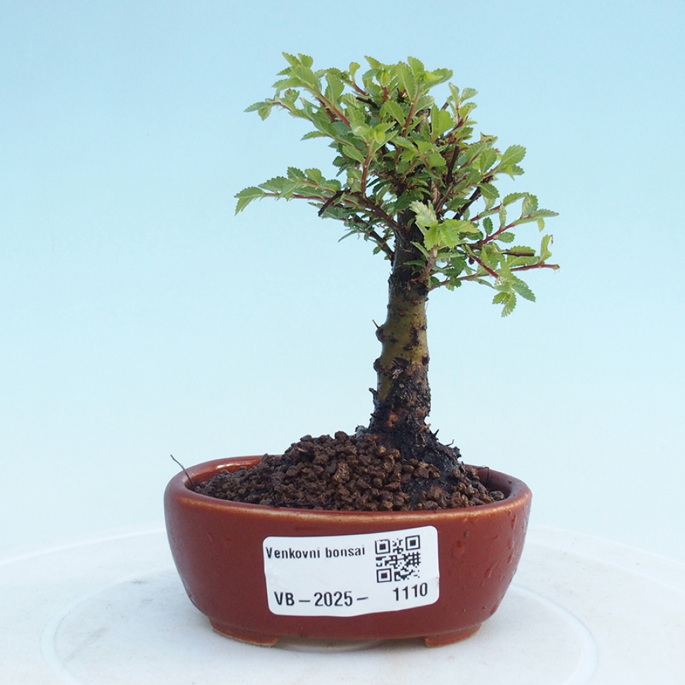 Kültéri bonsai - Ulmus parvifolia Sagei - Kislevelű szilfa