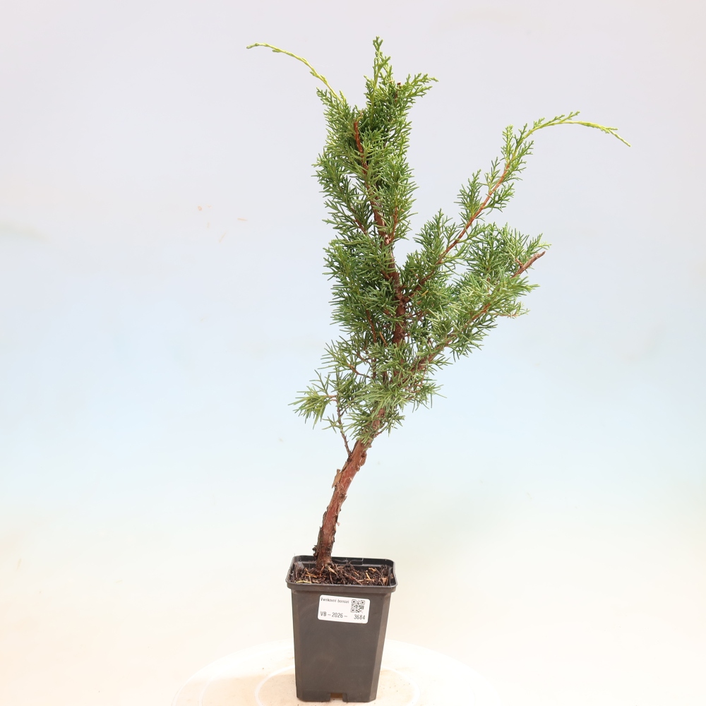 Kültéri bonsai - Juniperus chinensis Kishu