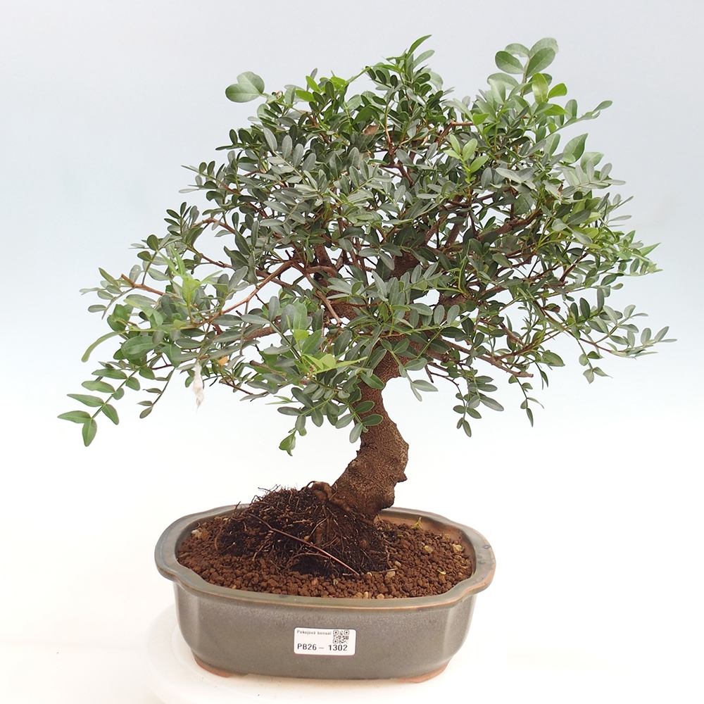 Szoba bonsai - Pisztácia