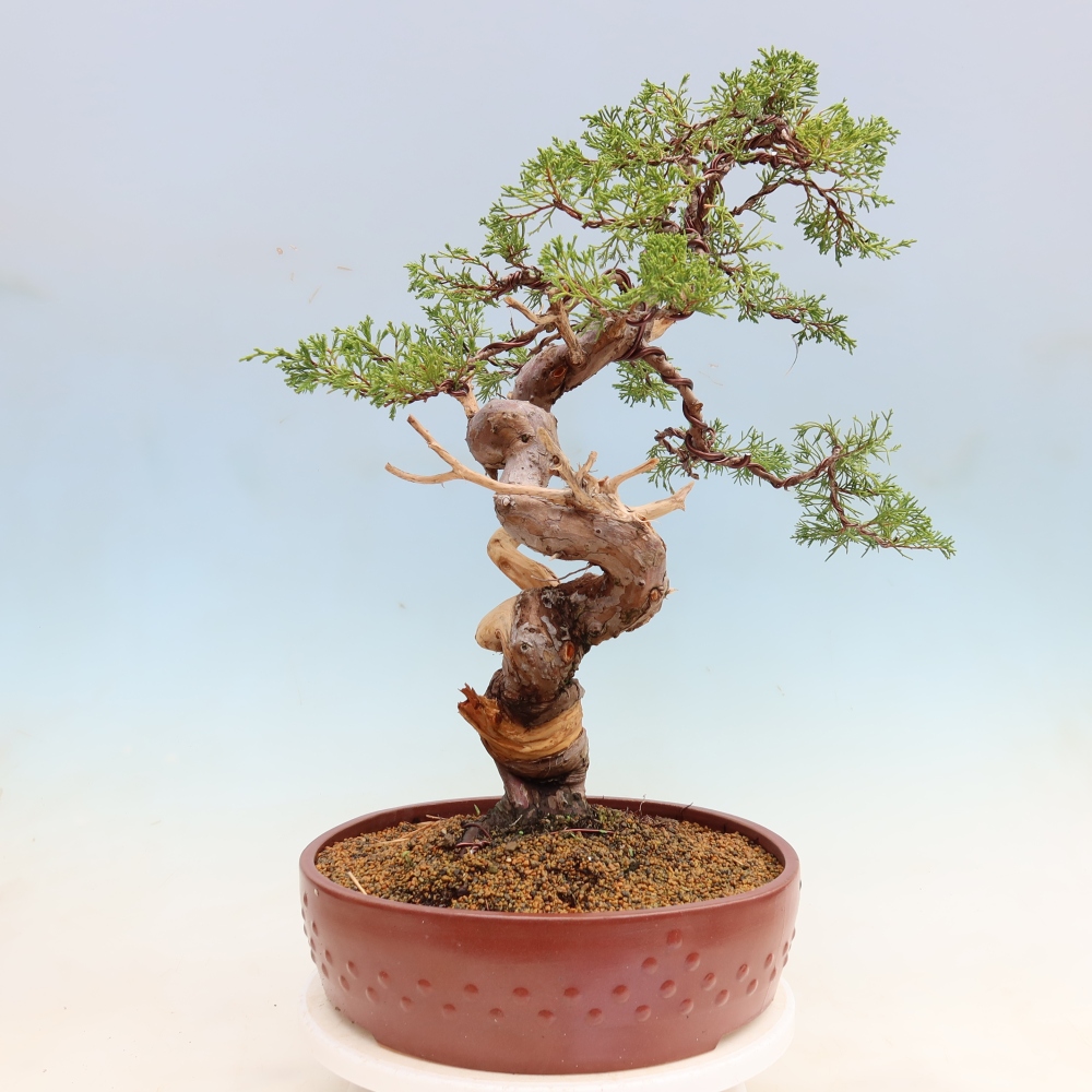 Kültéri bonsai - Juniperus chinensis Itoigawa-Juniperus chinensis