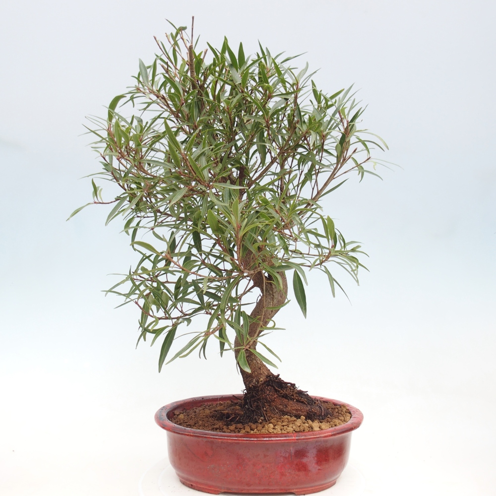Szobai bonsai - Ficus nerifolia - kislevelű fikusz