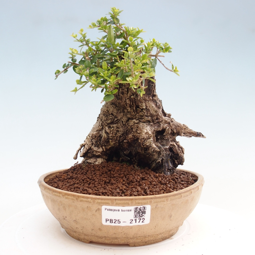 Beltéri bonsai - Olea europaea sylvestris