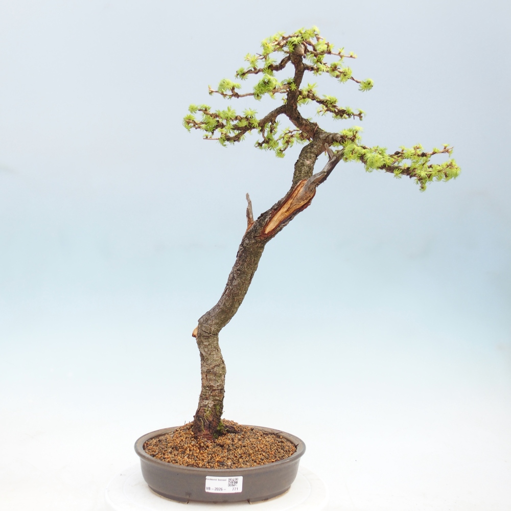 Kültéri bonsai - Larix decidua - vörösfenyő