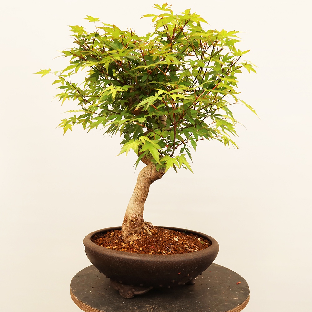Kültéri bonsai - Maple palmatum - Pálmák