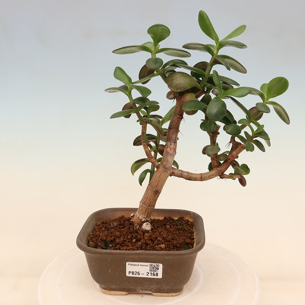 Szoba bonsai - Portulakaria Afra - Tlustice
