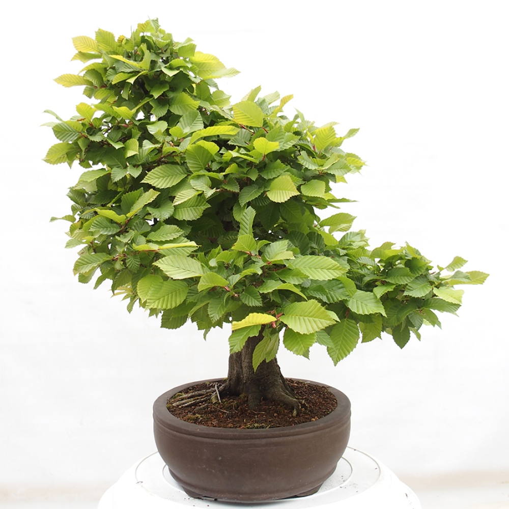 Kültéri bonsai - gyertyán - Carpinus betulus