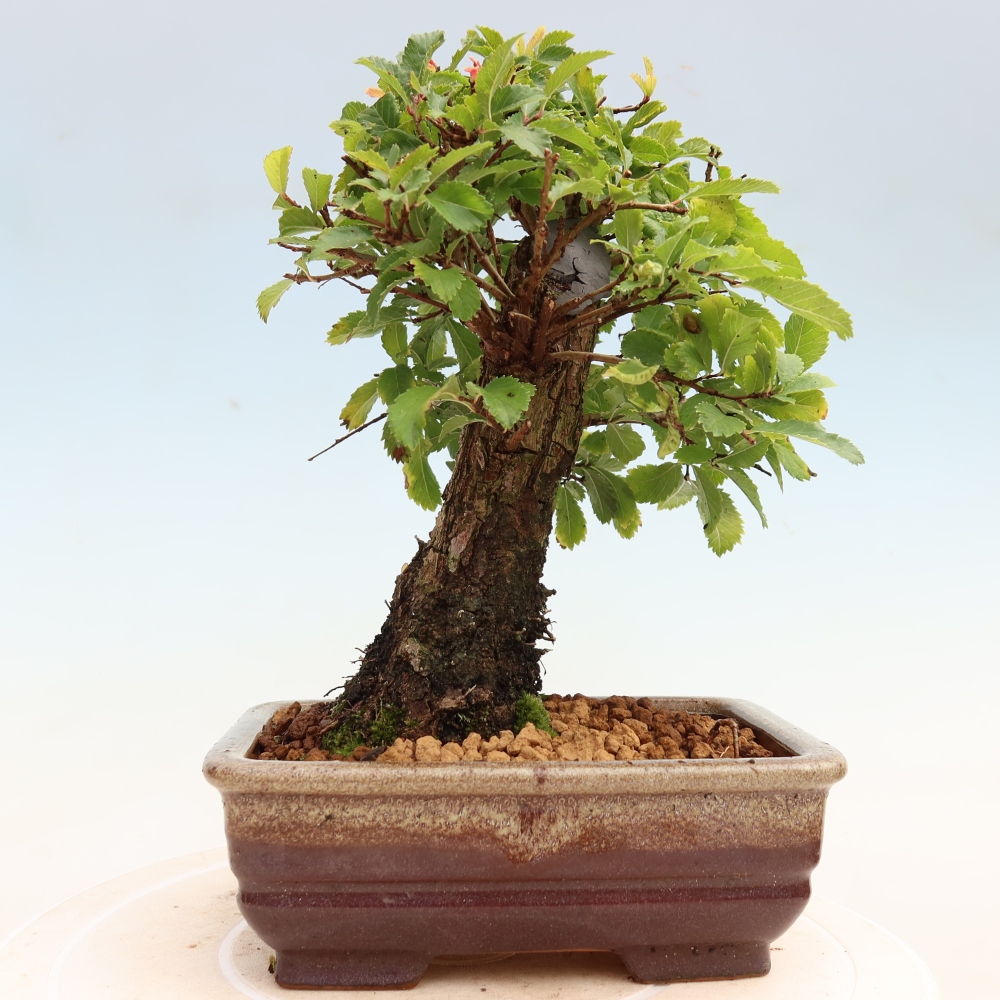 Kültéri bonsai - Zelkova - Zelkova NIRE