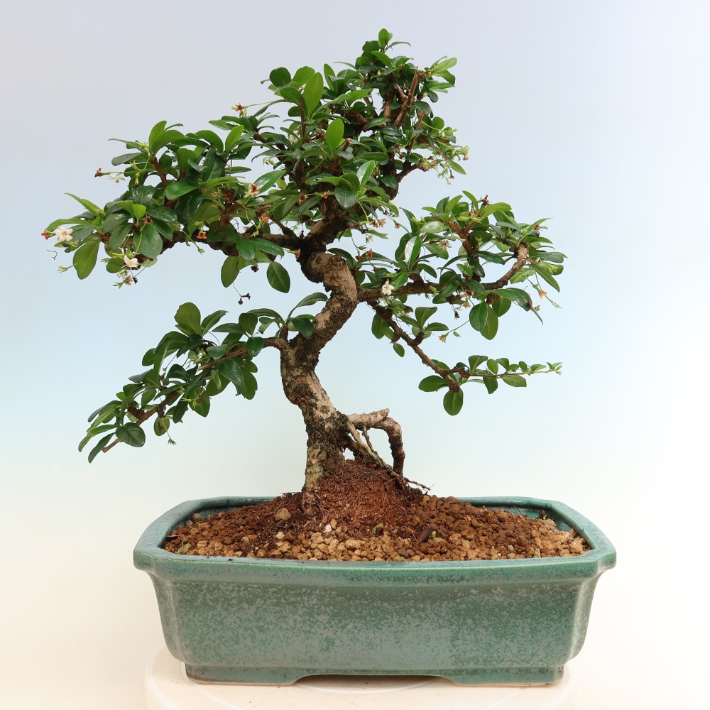 Szobai bonsai - Carmona macrophylla - Tea fuki