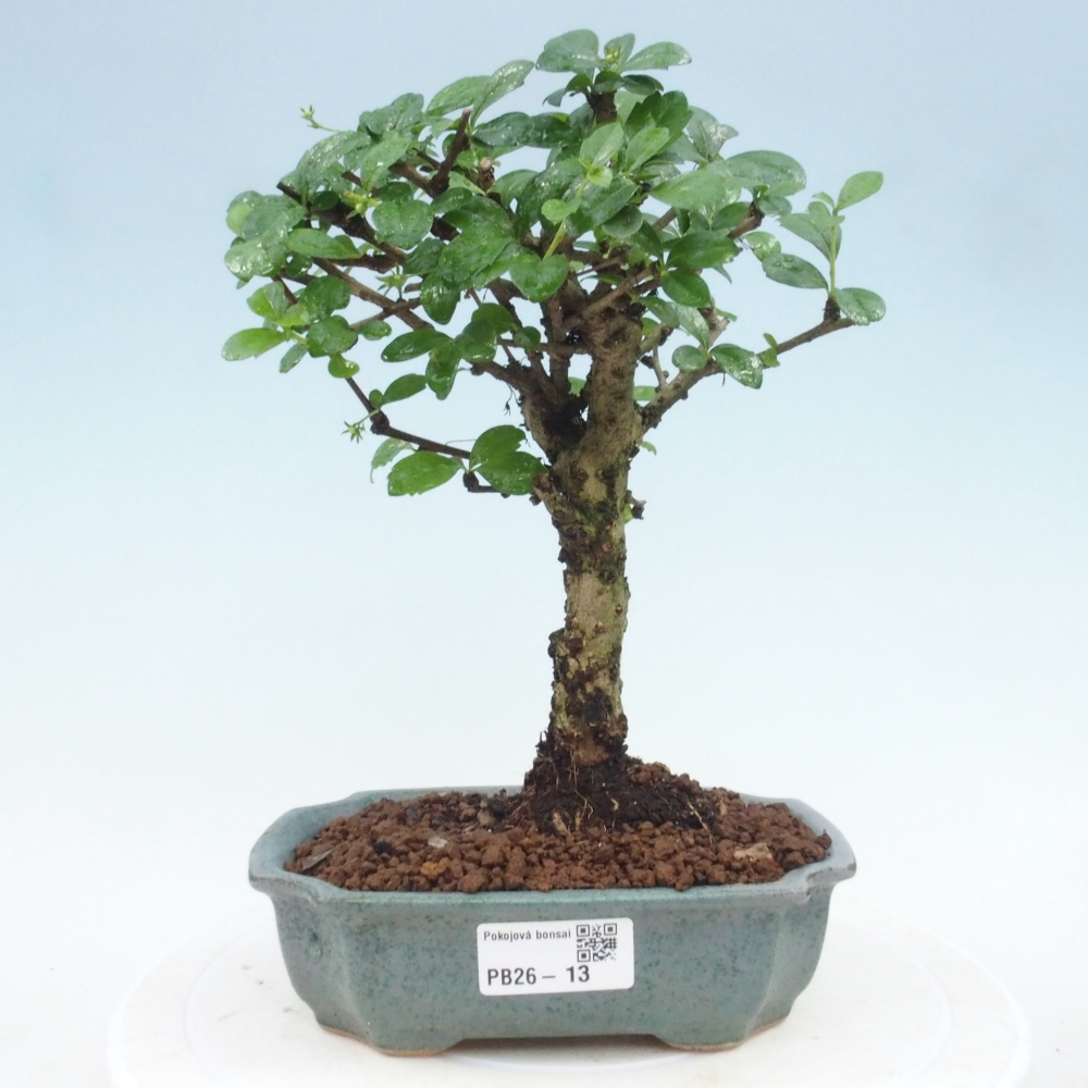 Szobai bonsai - Carmona macrophylla - Tea fuki