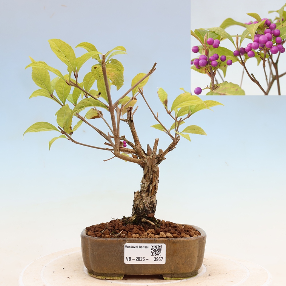 Kültéri bonsai - Callicarpa bodinierova bodinierova profusion