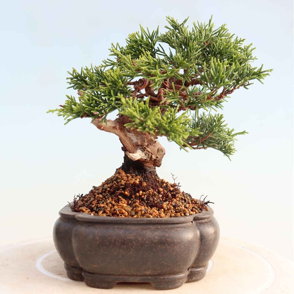 Kültéri bonsai - Juniperus chinensis Itoigawa