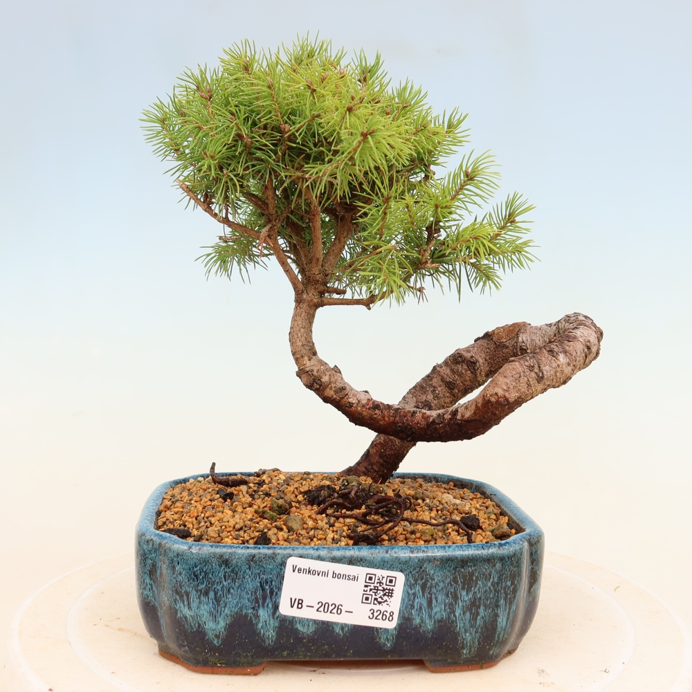 Kültéri bonsai - lucfenyő - Picea glauca globe