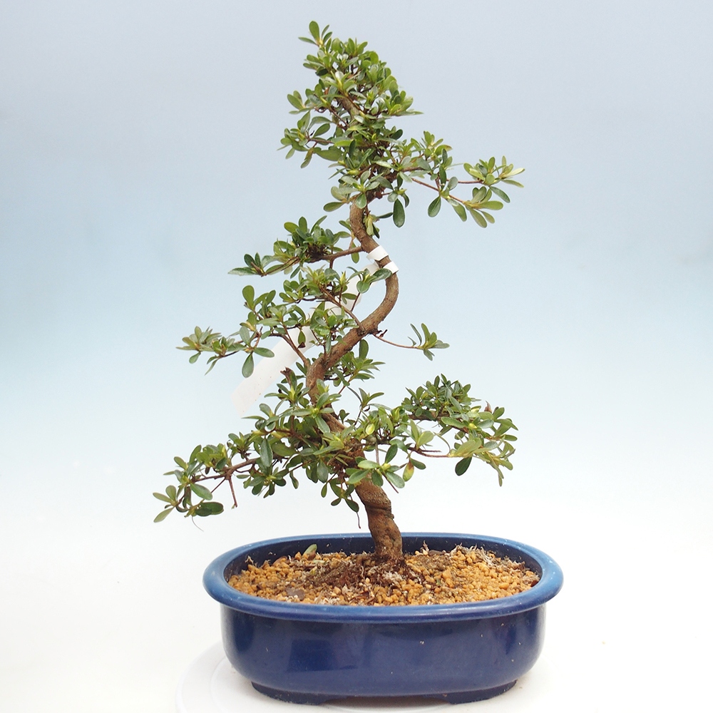 Kültéri bonsai - Japán azálea - Azálea Asahi-no-izumi