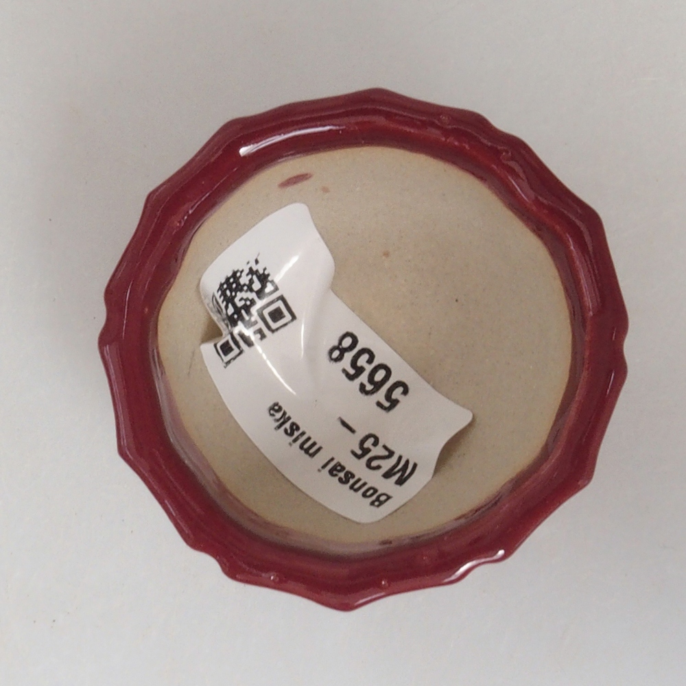 Mini bonsai tál 5 x 5 x 3 cm, bordó színű