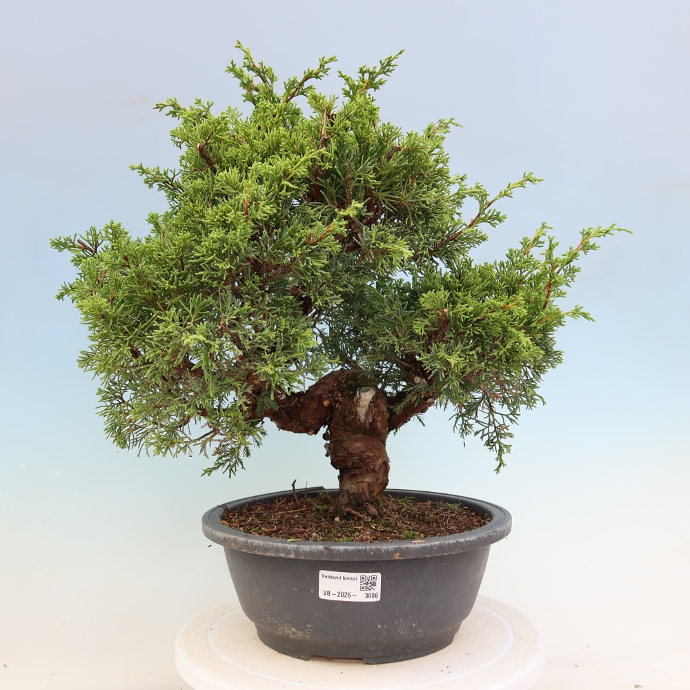 Kültéri bonsai - Juniperus chinensis Itoigawa-Juniperus chinensis