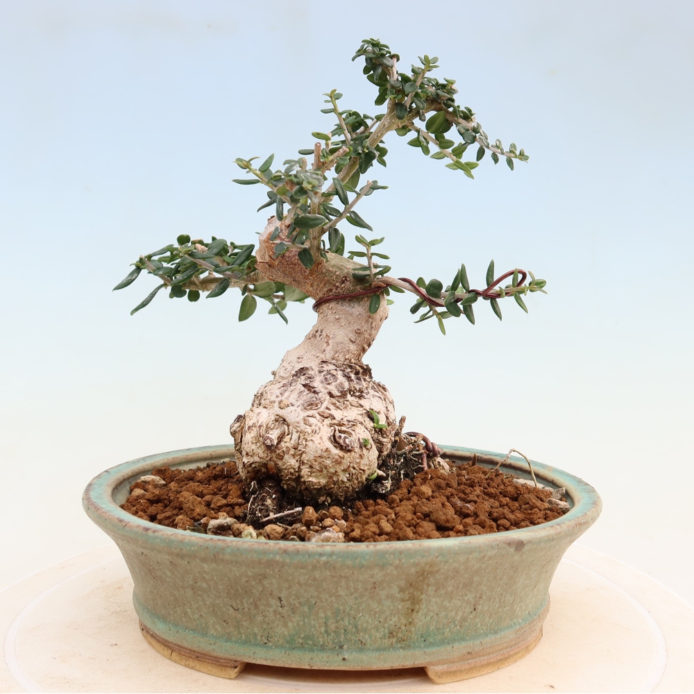 Beltéri bonsai - Olea europaea sylvestris