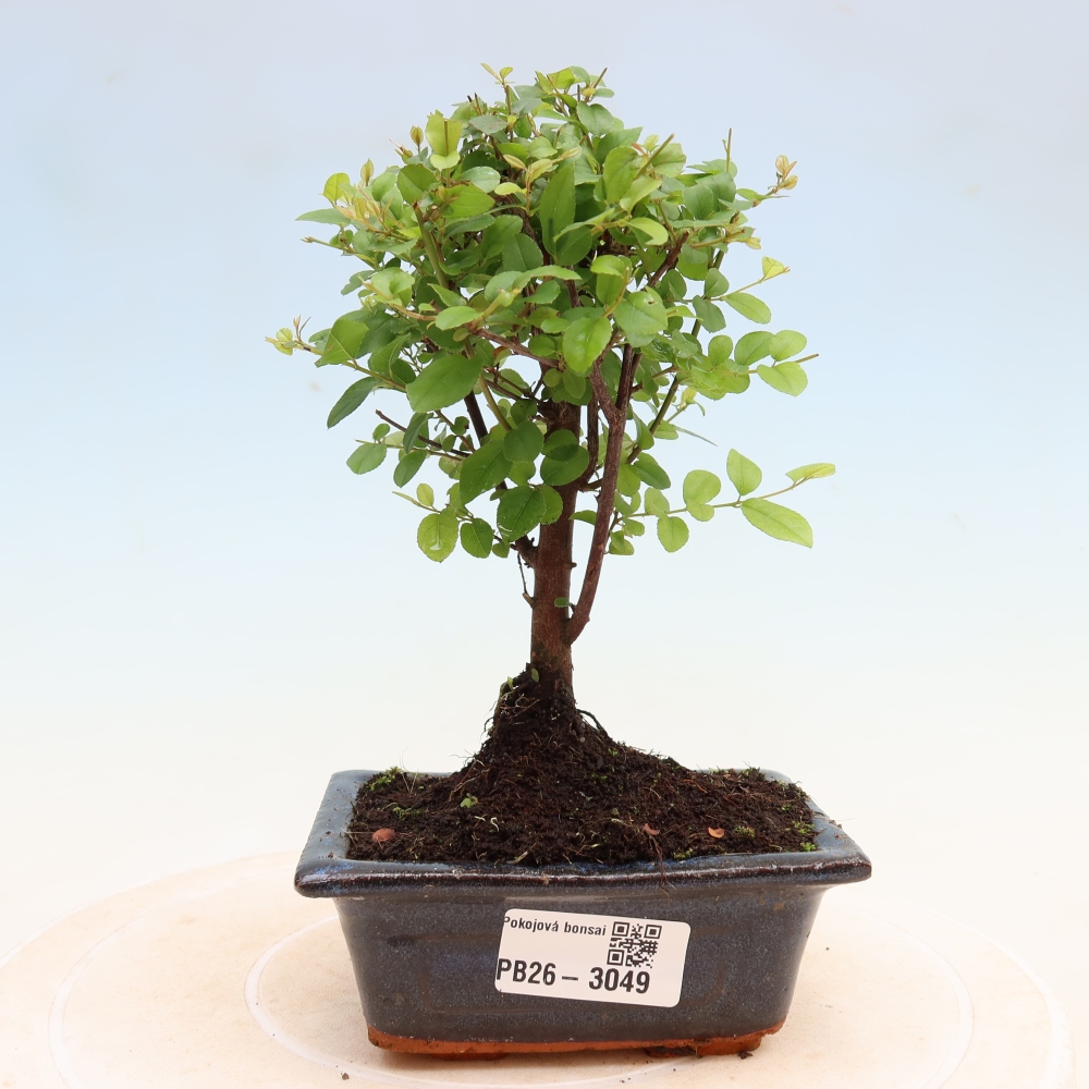 Szobai bonsai - Sageretia thea - Sageretia thea