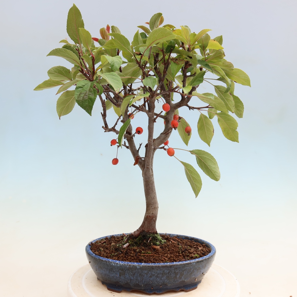 Kültéri bonsai -Malus domestica - Kis gyümölcsű piros levelű almafa