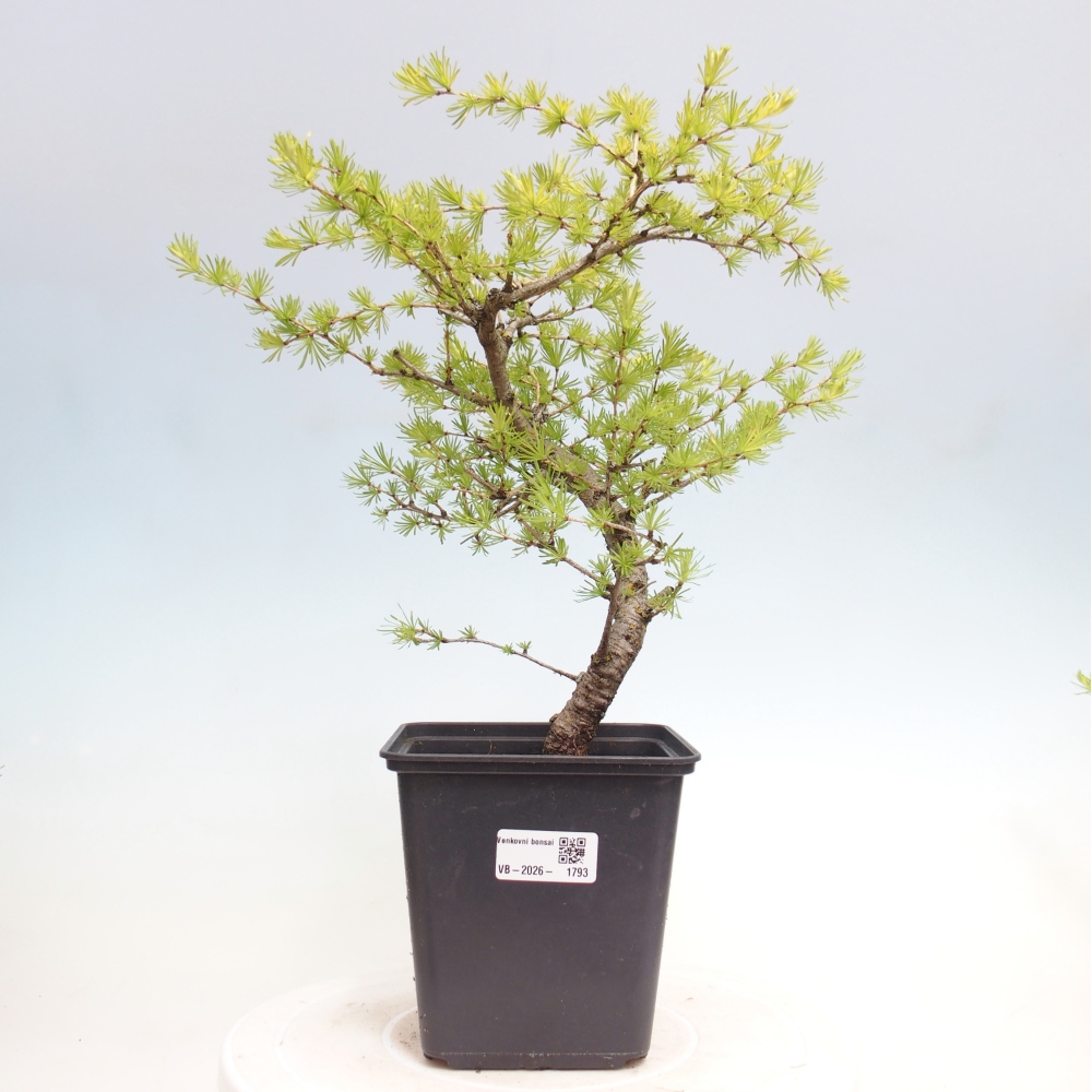 Kültéri bonsai - Larix decidua - vörösfenyő
