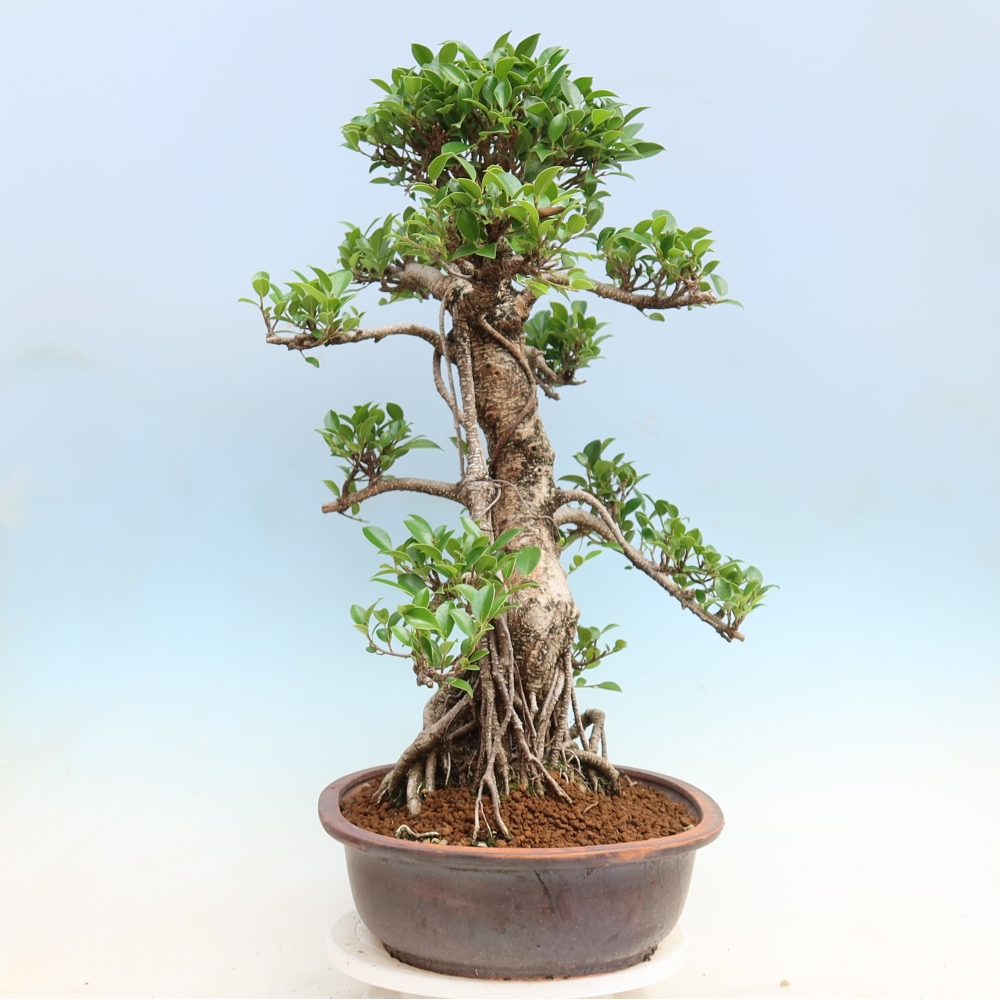 Szobai bonsai - Ficus kimmen - kislevelű fikusz