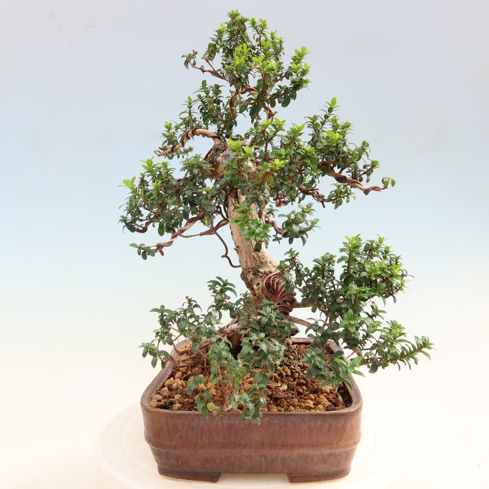 Szobai bonsai - Myrtus communis - Mirtus communis - Mirtusz