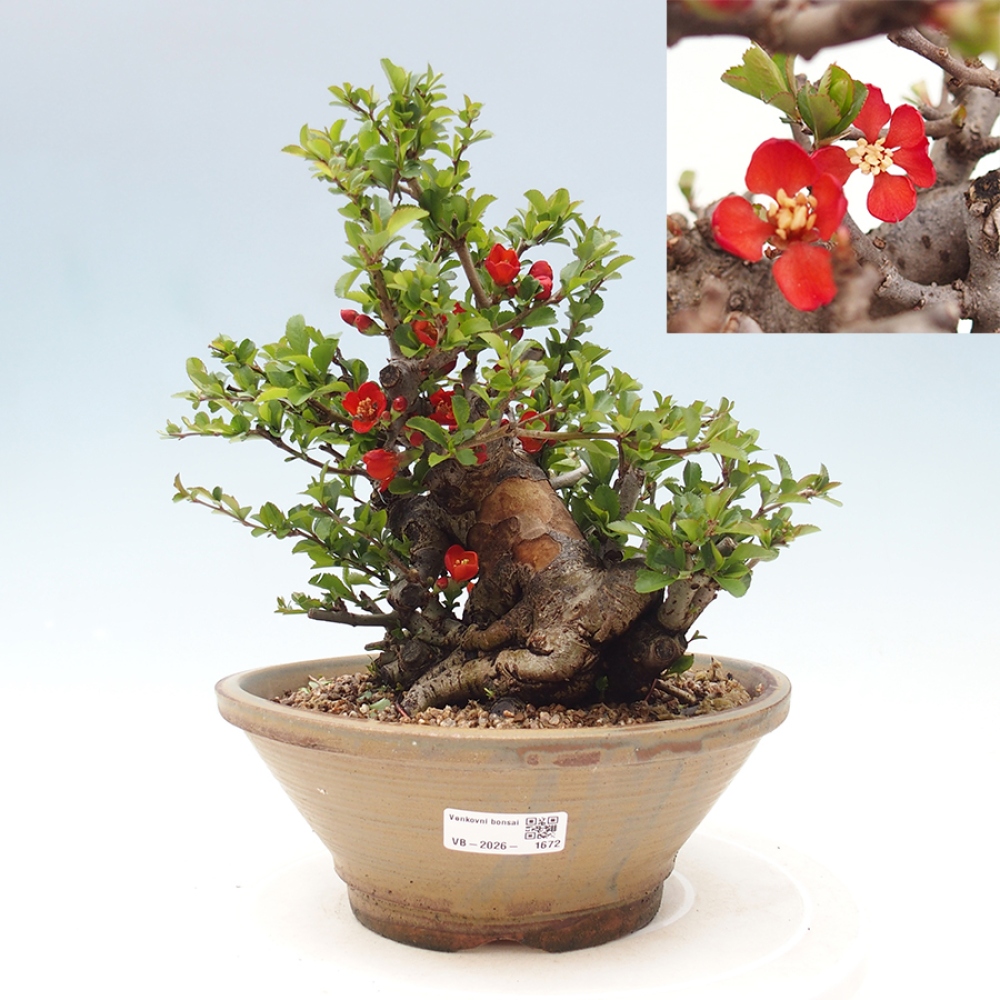 Kültéri bonsai - Chaneomeles speciosa - birs