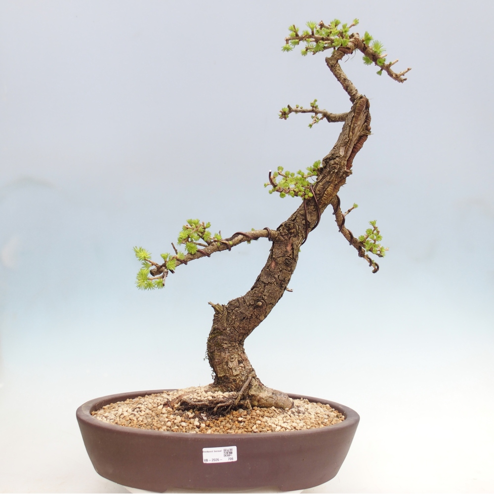 Kültéri bonsai -Larix decidua - vörösfenyő - Csak raklapon szállítható