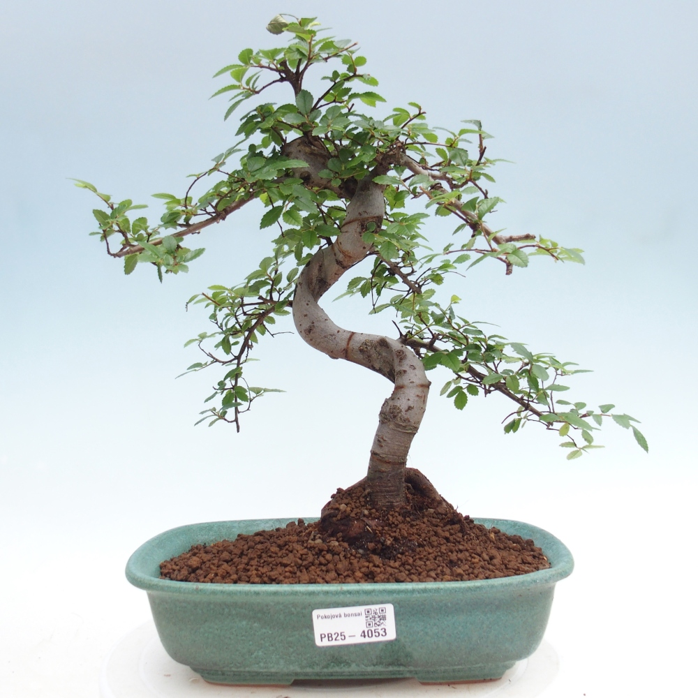 Szobai bonsai - Ulmus parvifolia - Kislevelű szilfa