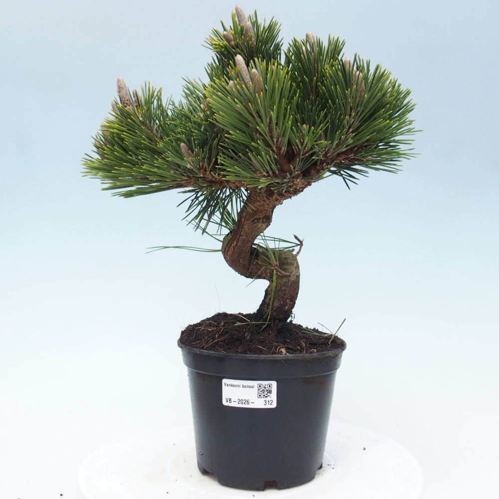 Kültéri bonsai - Pinus thunbergii senjyumaru - Thunberg fenyő