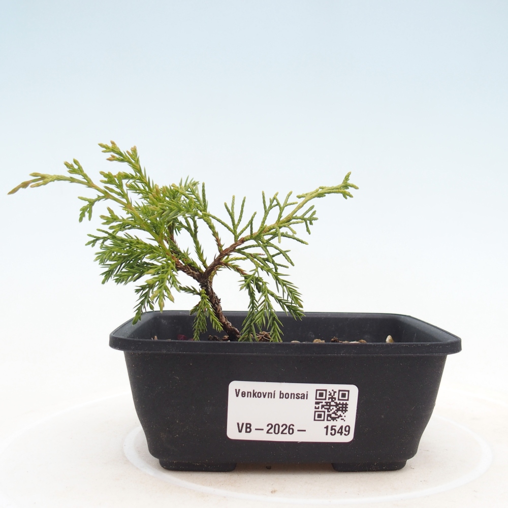 Kültéri bonsai - Juniperus chinensis Itoigawa