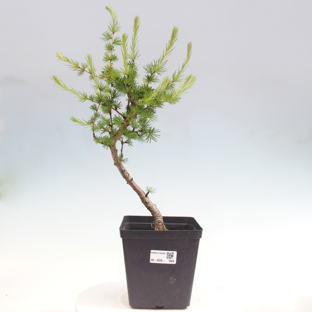 Kültéri bonsai - Larix decidua - vörösfenyő