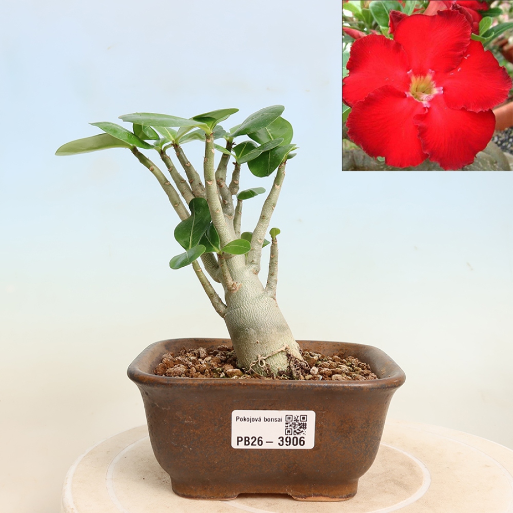 Szobabonsai – Adenium obesum Red Star – Sivatagi rózsa