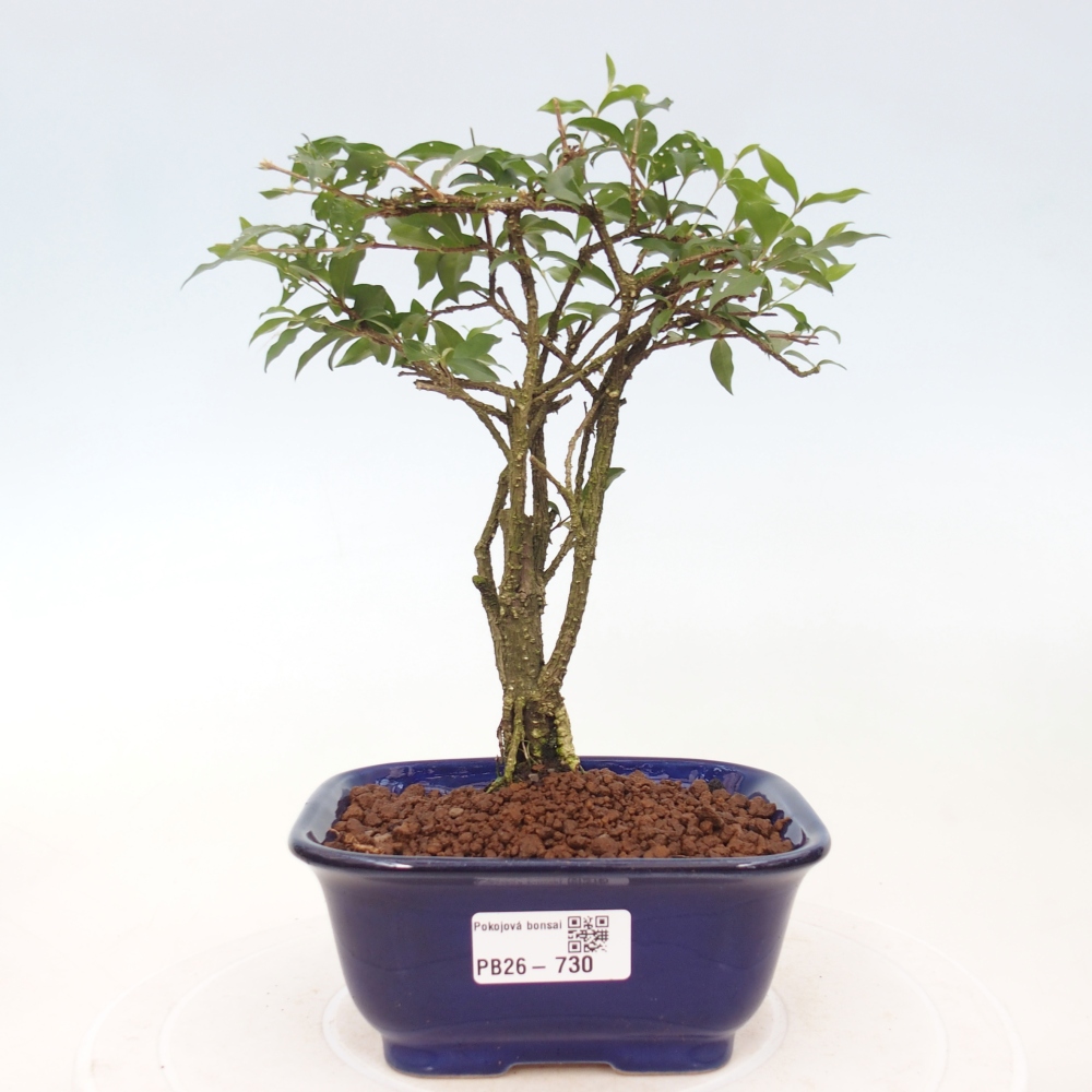 Szobai bonsai - Malpighia coccigera- Barbdor cseresznye