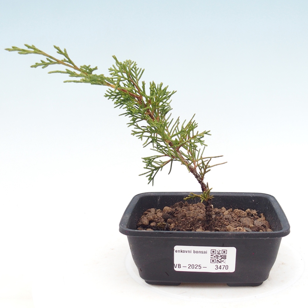 Kültéri bonsai - Juniperus chinensis Itoigawa