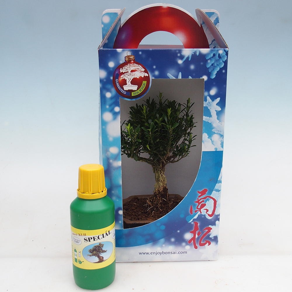 Szobai bonsai ajándékdobozban Buxus harlandii - parafa buxus