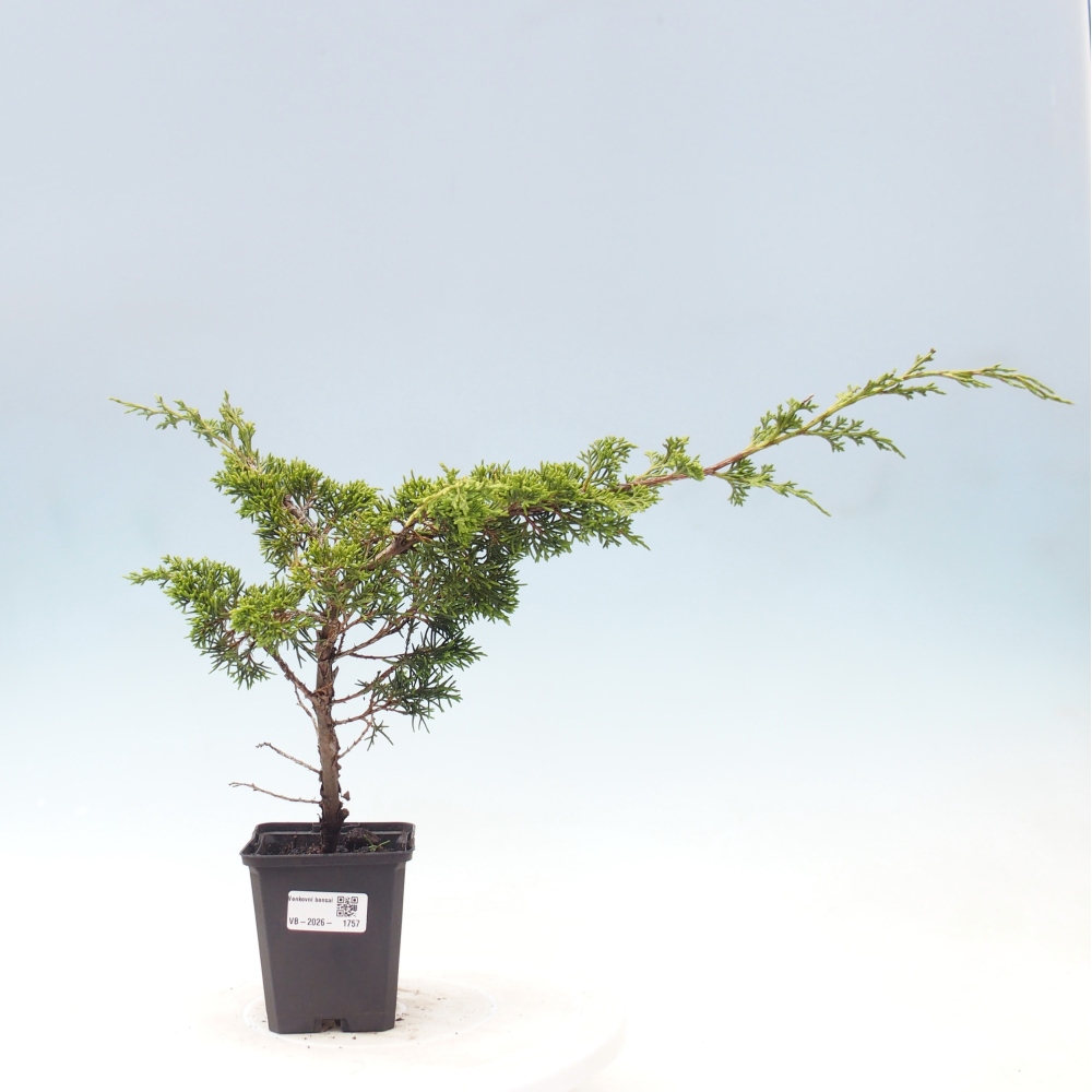 Kültéri bonsai - Juniperus chinensis Itoigawa