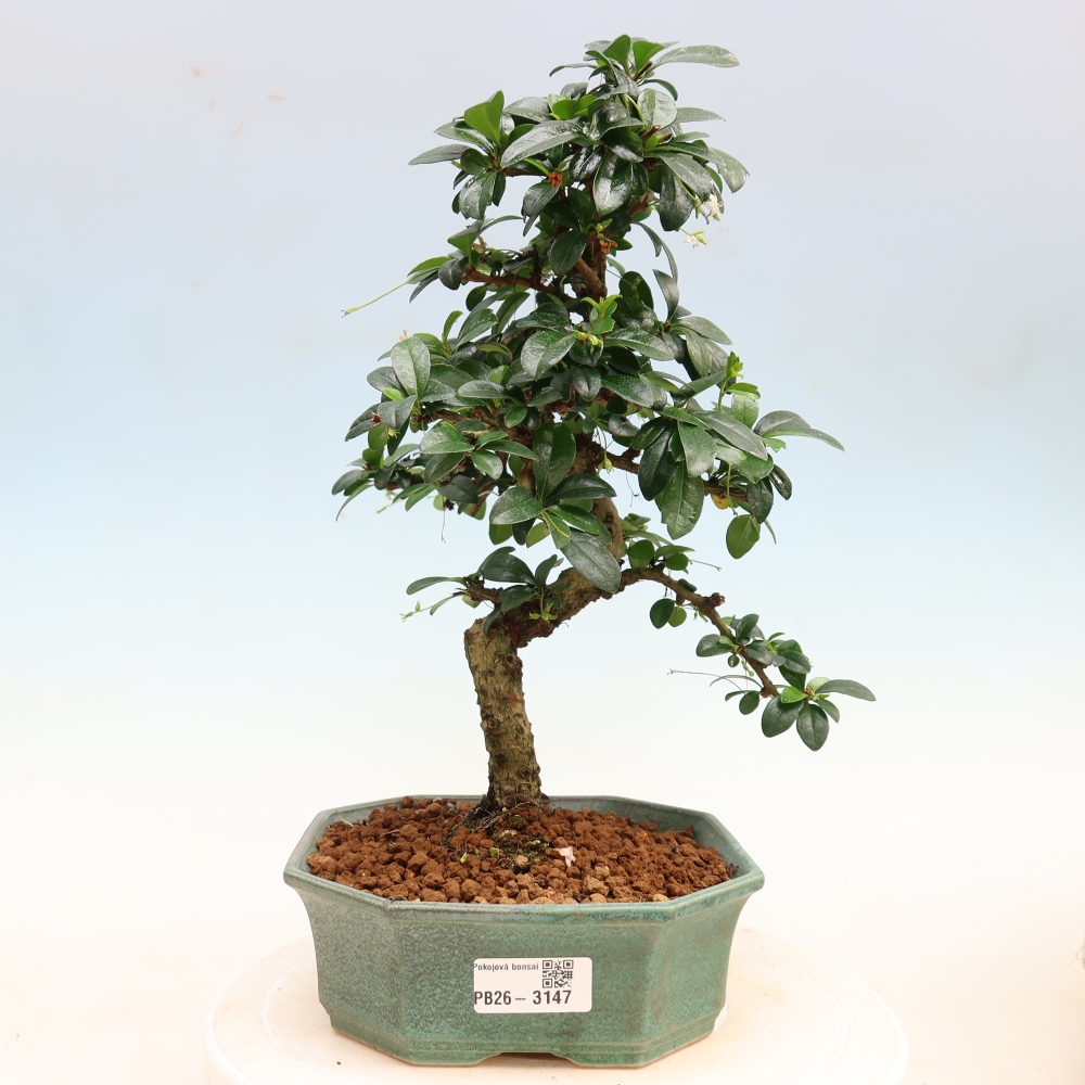Szobai bonsai - Carmona macrophylla - Tea fuki