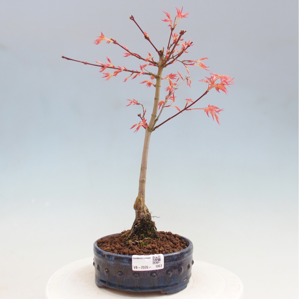 Juhar - Acer palmatum Beni Tsukasa