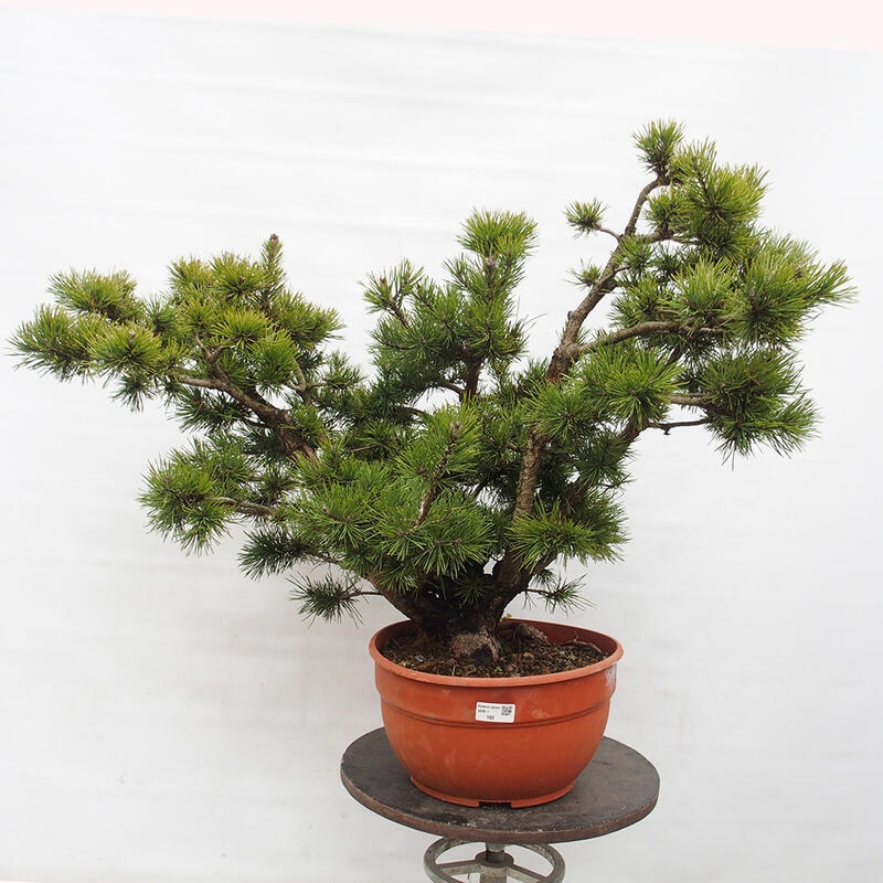 Yamadori - Pinus sylvestris Spanyolország