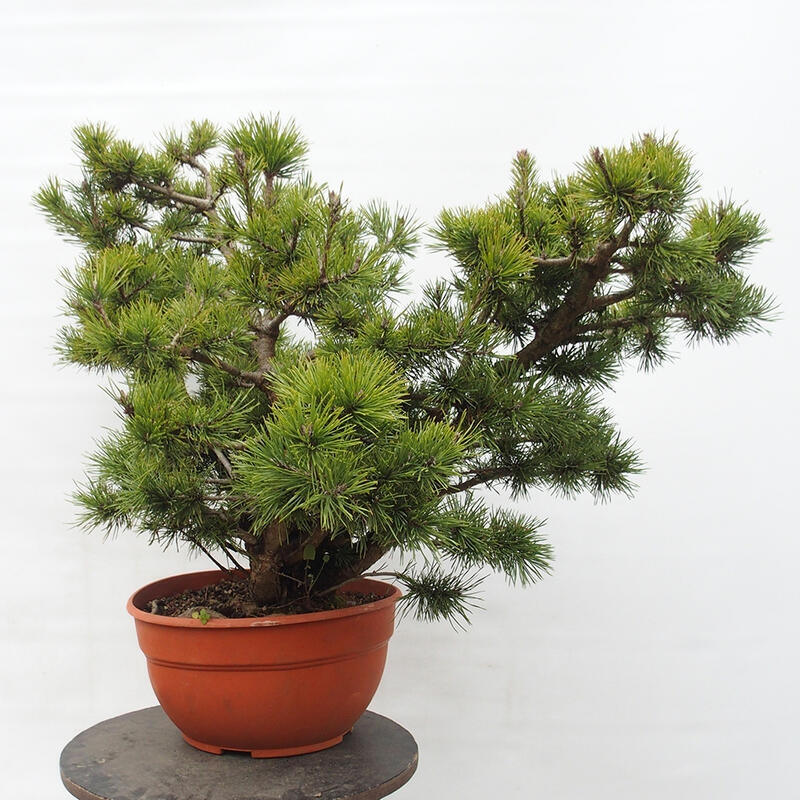 Yamadori - Pinus sylvestris Spanyolország