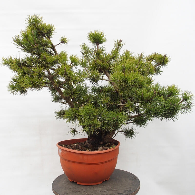 Yamadori - Pinus sylvestris Spanyolország