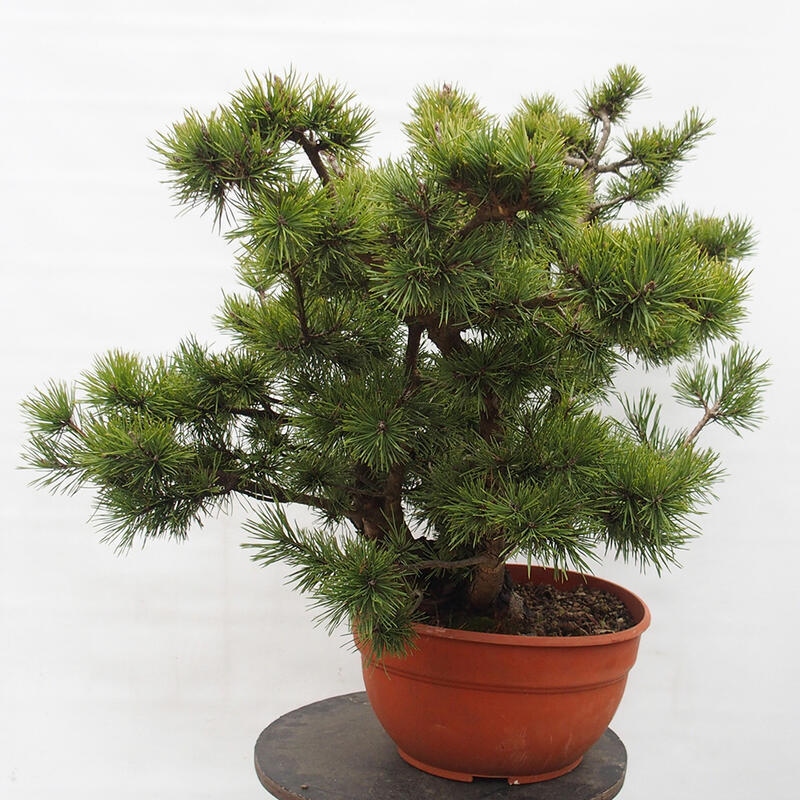 Yamadori - Pinus sylvestris Spanyolország