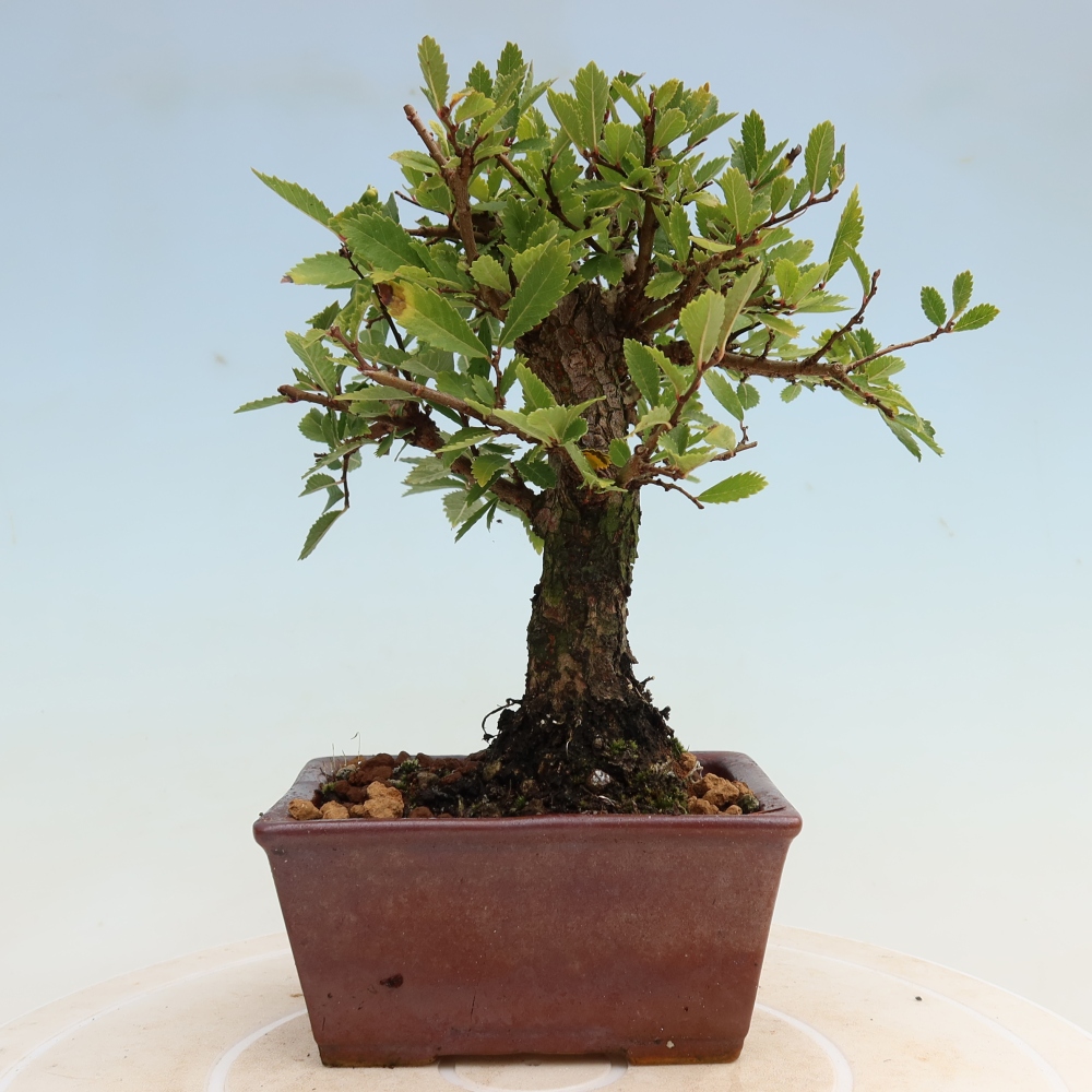 Kültéri bonsai - Zelkova - Zelkova NIRE