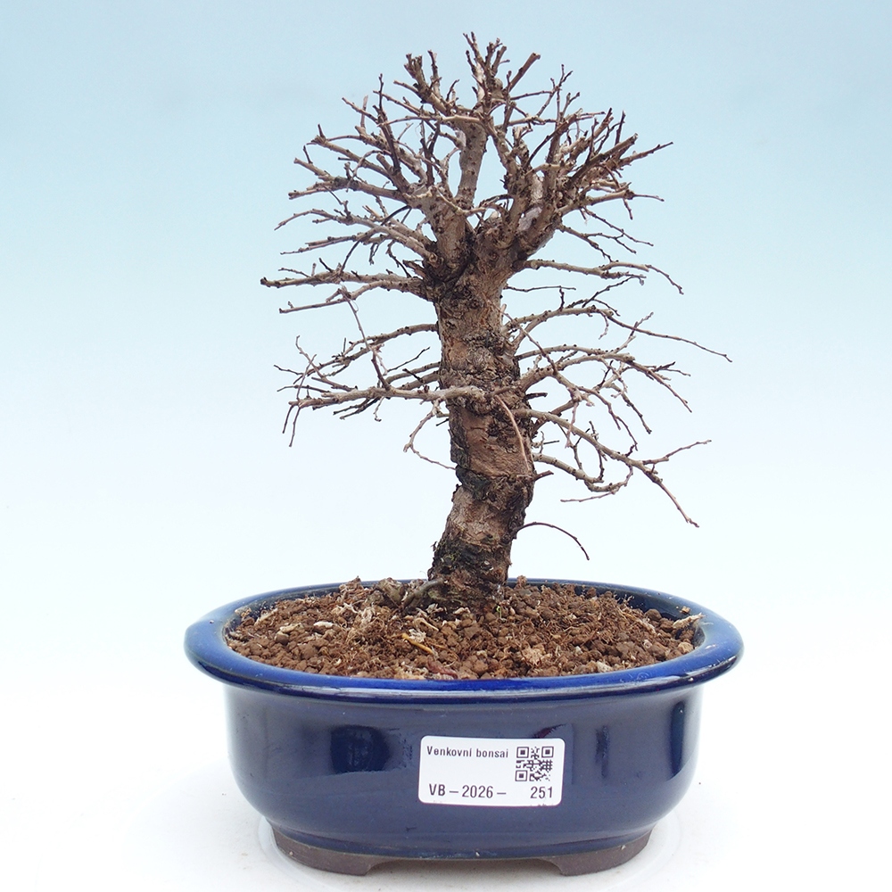 Kültéri bonsai - Zelkova - Zelkova NIRE