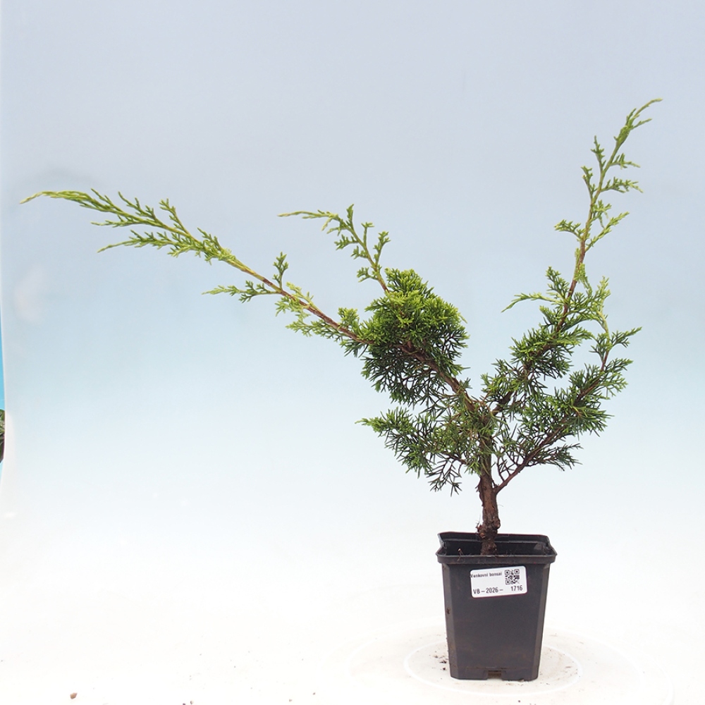 Kültéri bonsai - Juniperus chinensis Itoigawa
