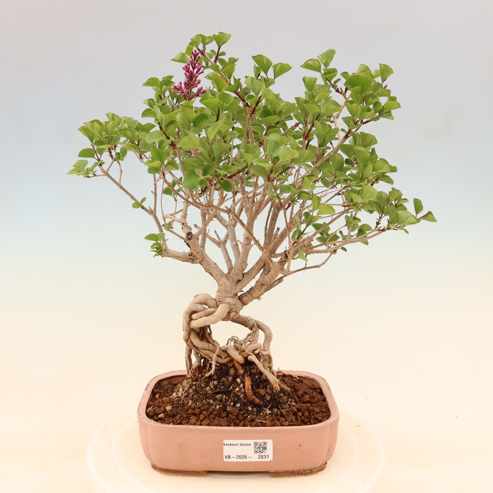 Kültéri bonsai - Syringa microphylla - kisvirágú lila