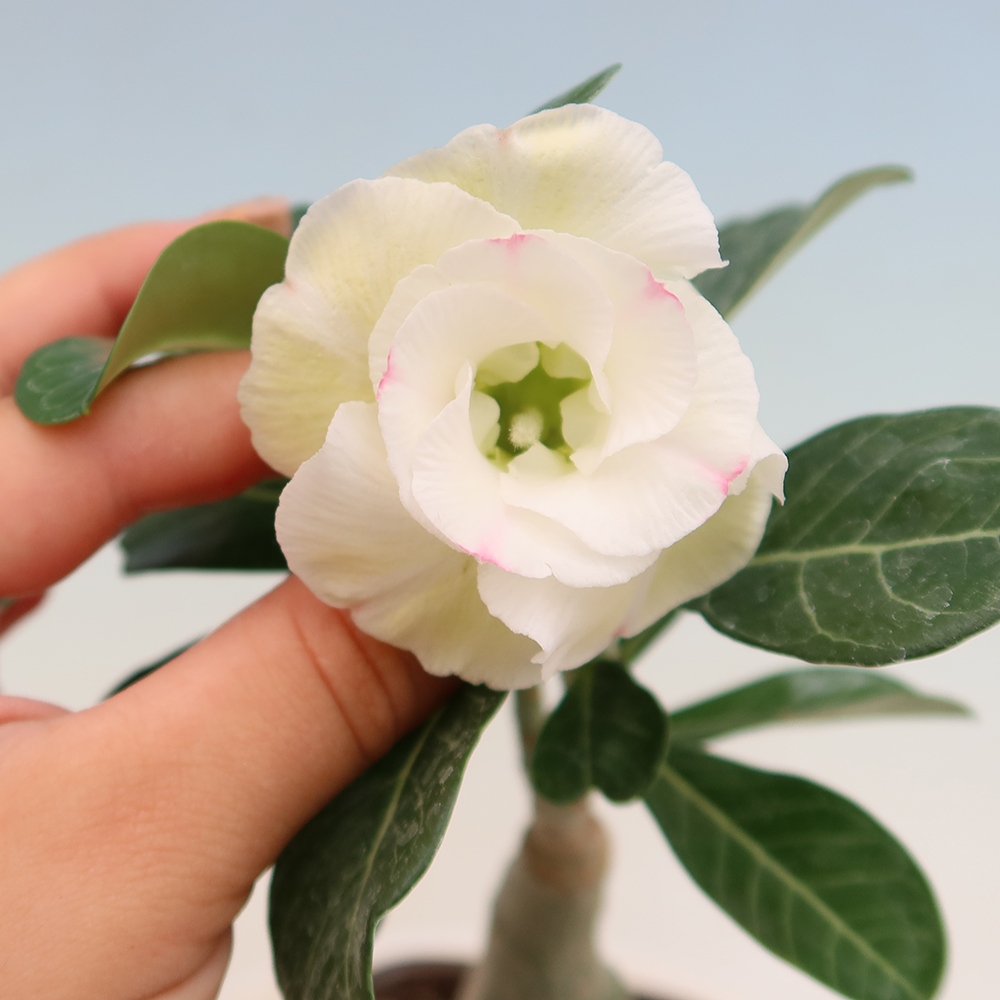Szobabonsai – Adenium obesum, V.F.S.407-es oltvány – Sivatagi rózsa