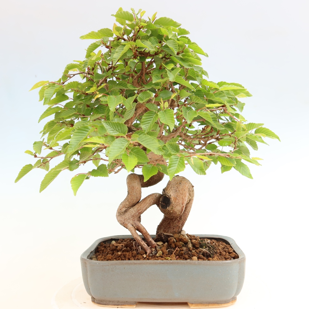 Kültéri bonsai -Carpinus Coreana - Koreai gyertyánfa