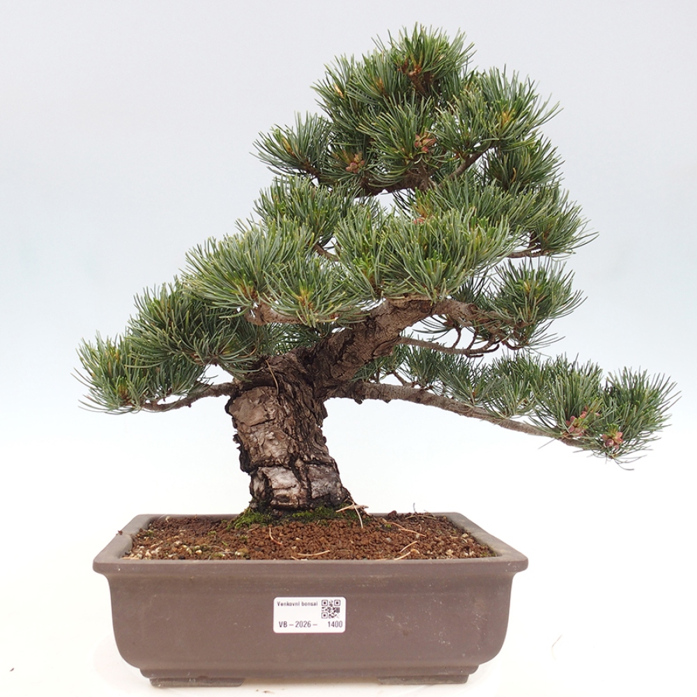 Kültéri bonsai - Pinus parviflora - Pinus parviflora